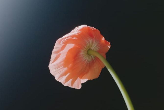 Img port6